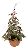 Cissus Javana En Maceta Colgante 21cm