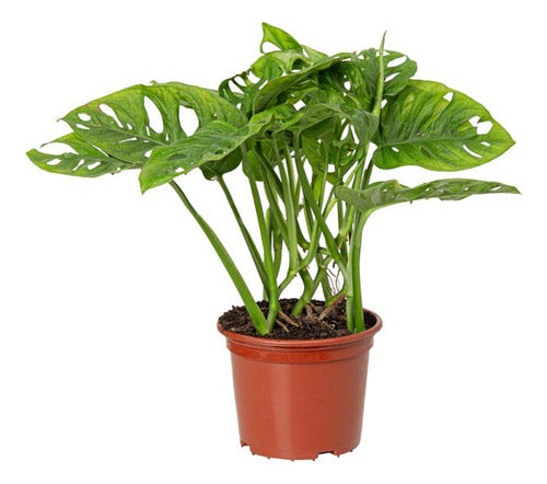 Monstera Adansonii Pote 15cm