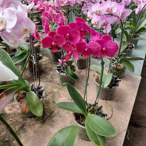 Orquídea Phalaenopsis Con 2 Varas Florales Curvas Pote 15cm