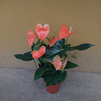 Anturio Prince Of Orange Pote 17cm