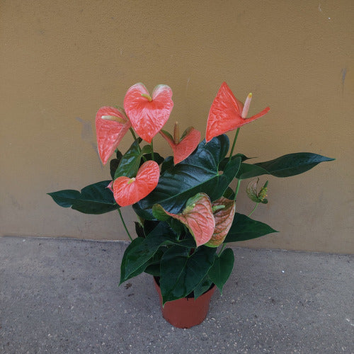 Anturio Prince Of Orange Pote 17cm