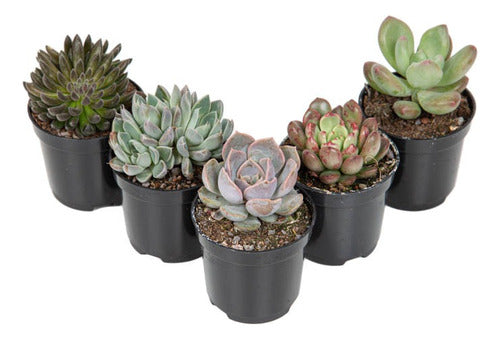 Suculenta Mini Pote 6cm