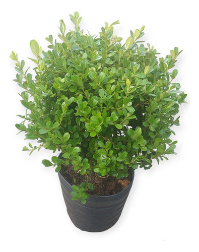 Boj Topiario Bola Mediana