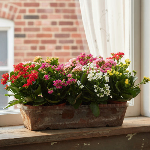 Kalanchoe Surtidos Pote 11cm ×12 Unidades