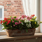 Kalanchoe Surtidos Pote 11cm ×12 Unidades