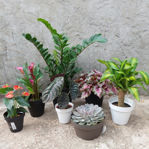 Maceta Vasart Sampa Bowl 23 × 12cm Verde Claro Sampa Bowl