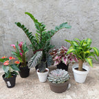 Maceta Vasart Sampa Bowl 23 × 12cm Verde Claro Sampa Bowl