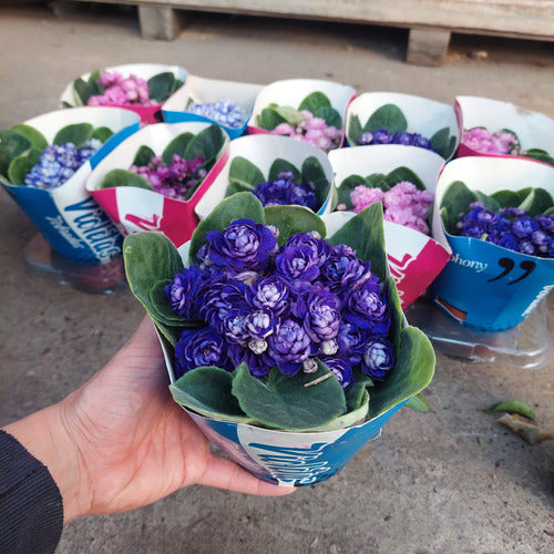 Violeta Africana Flor Doble Pote 11