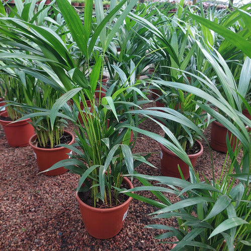 Palmera Areca Bambú P17