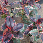Ficus Elastica Ruby Pote 24cm