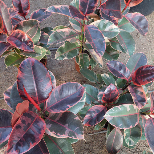 Ficus Elastica Ruby Pote 24cm