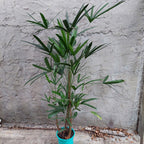 Palmera Raphis Excelsa Pote 24cm