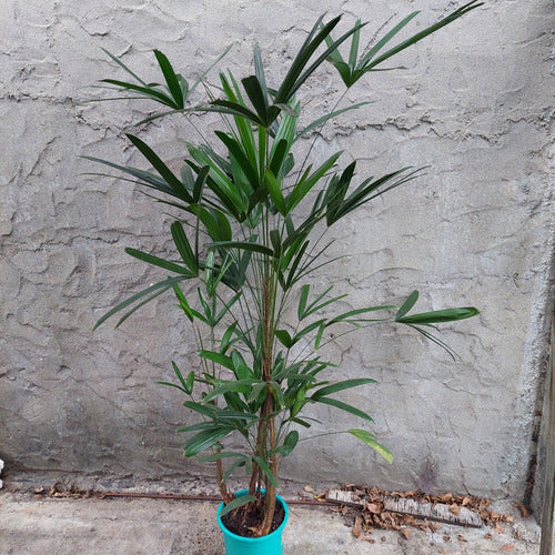 Palmera Raphis Excelsa Pote 24cm