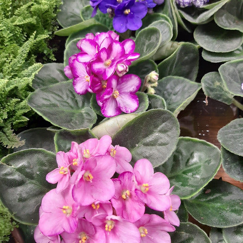 Violeta Africana Pote 11cm Bandeja × 10 Unidades