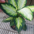 Dieffenbachia Camilla Pote 17cm