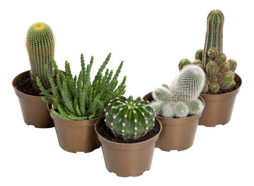 Cactus Especies Variadas Pote 11cm