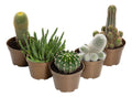 Cactus Especies Variadas Pote 11cm