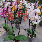 Orquídea Phalaenopsis Mini P12 Surtido