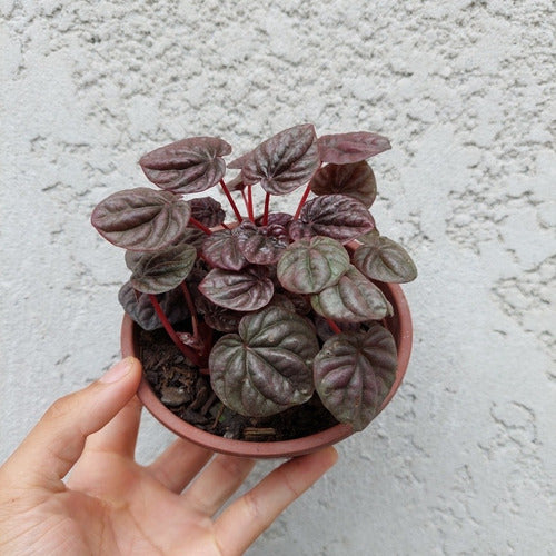 Peperomia Variada C13
