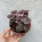 Peperomia Variada C13