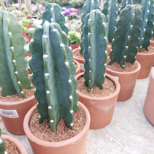 Cactus Mandacaru Sin Espinas En Maceta De Barro P14