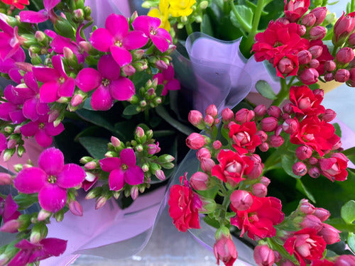 Kalanchoe Surtidos Pote 11cm ×12 Unidades