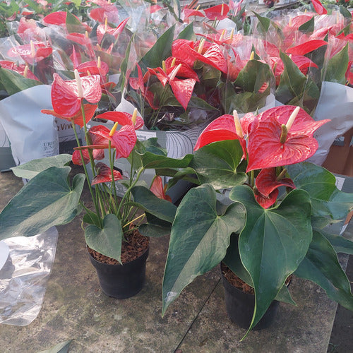 Anturio Surtido Pote 17cm