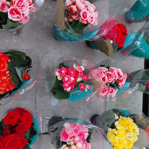 Begonia Pote 11cm Surtido