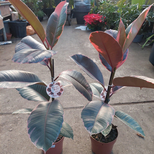 Ficus Elastica Ruby Pote 17cm