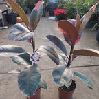 Ficus Elastica Ruby Pote 17cm