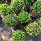 Boj Topiario Bola Chico