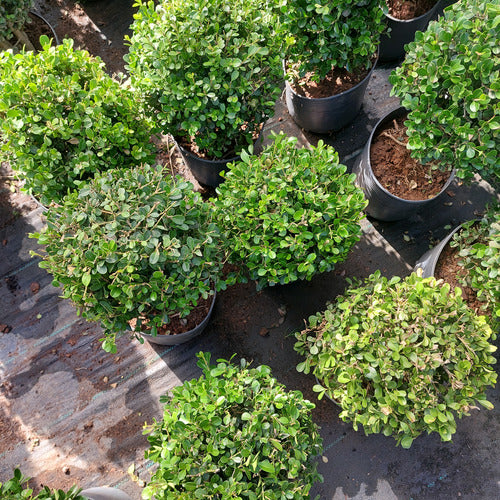 Boj Topiario Bola Chico