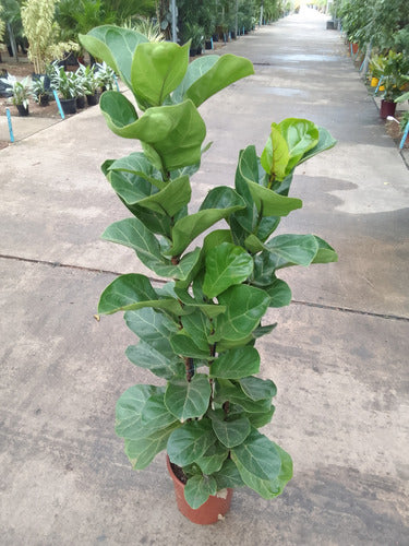 Ficus Lyrata Bambino Pote 24cm