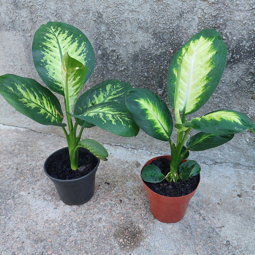 Difembaquia P15 Varias Especies