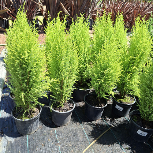 Pino Limón Pote 15cm