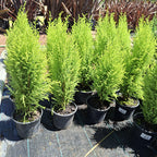 Pino Limón Pote 15cm