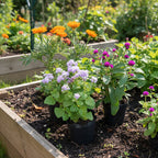 Florales De Estación En Maceta De 12cm ×8 Unidades Surtido Surtidas