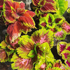 Cretona Mediana Pote 14cm