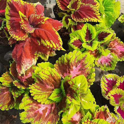 Cretona Mediana Pote 14cm