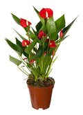 Anturio Mini Million Flowers Rojo Pote 9cm