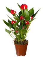 Anturio Mini Million Flowers Rojo Pote 9cm
