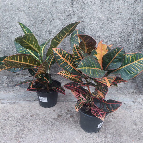 Croton Hib Petra Pote 15cm