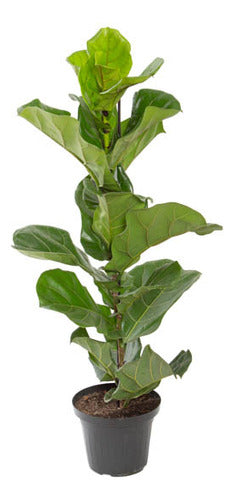 Ficus Lyrata Pote 24cm