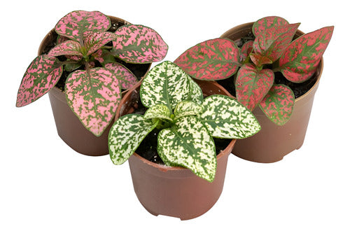 Paleta De Pintor Maceta 9cm