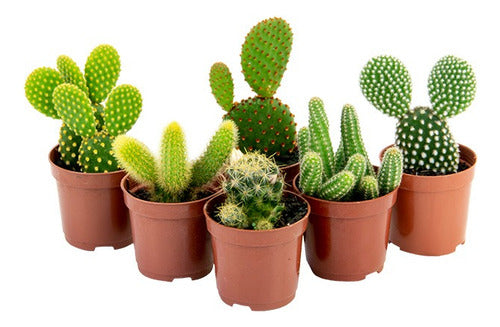 Bandeja De Cactus Pote 6cm × 15 Unidades
