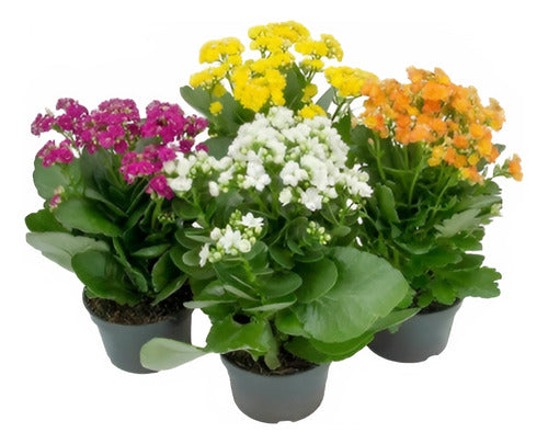 Kalanchoe Doble Pote 11cm ×4 Unidades