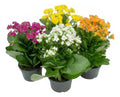 Kalanchoe Doble Pote 11cm ×4 Unidades