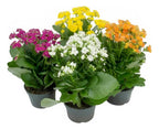 Kalanchoe Doble Pote 11cm ×4 Unidades