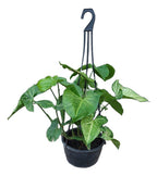 Singonio En Maceta Colgante