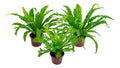 Helecho Asplenium Variado Pote 14cm Surtido